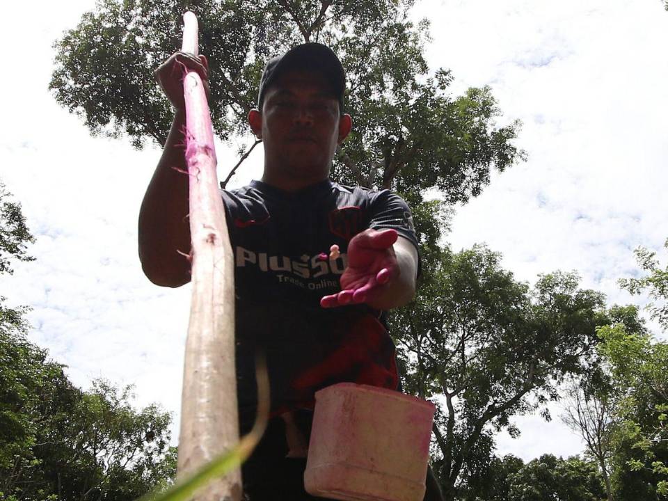 Los campesinos en el corredor seco comenzaron a sembrar a inicios de junio, un mes después de lo previsto debido al retraso en las lluvias.