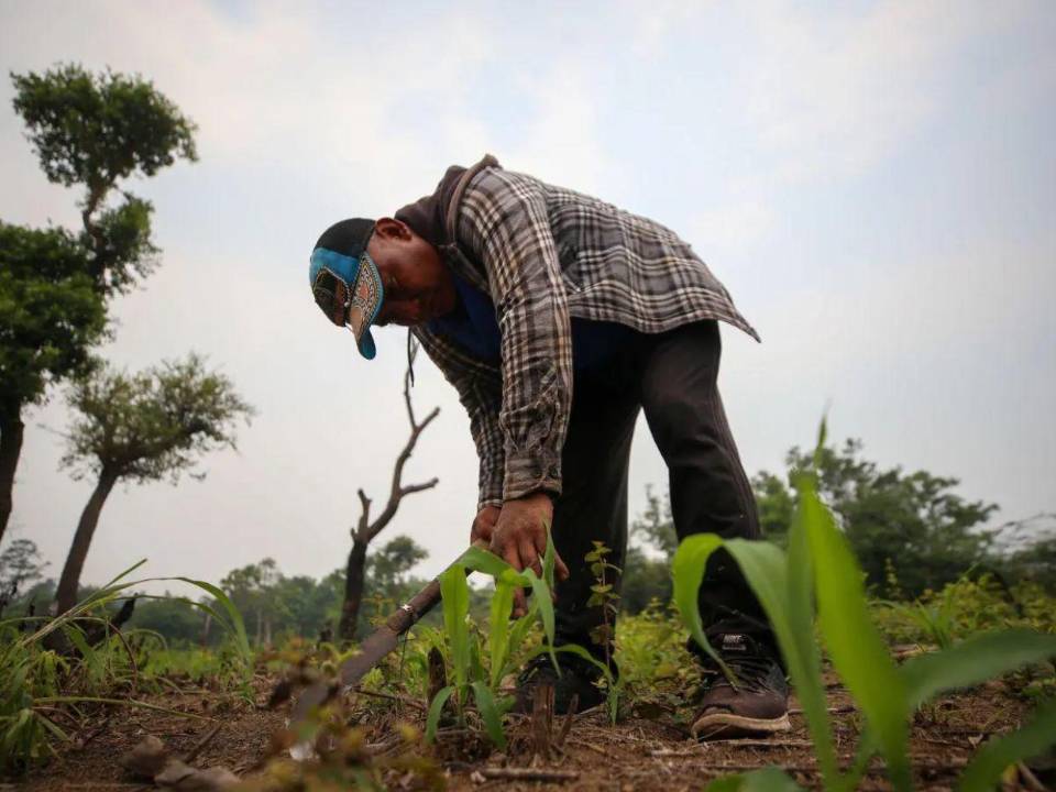 Cenaos dijo que Honduras se encuentra en una fase neutral, pero también en transición para ser impactada por el fenómeno de El Niño a partir de mayo.