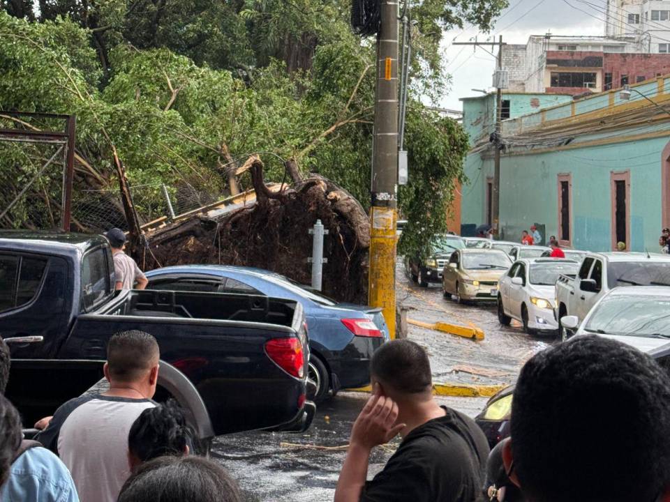 Ciudadanos captaron en video el momento en que el árbol frente a las oficinas de la AER en el centro de la capital terminó cediendo por los vientos y lluvias.