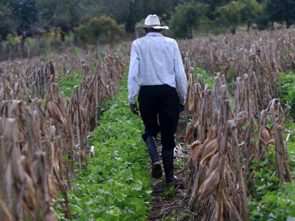 Muchos productores deben ingeniárselas para sacar adelante sus cosechas debido a la escasez de agua en algunos municipios del Corredor Seco.