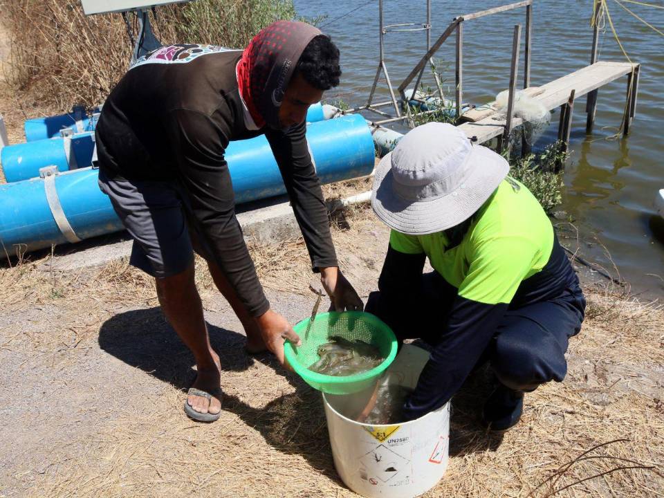 Pese a no tener Tratado de Libre Comercio (TLC), Taiwán compra más camarón a Honduras que China.