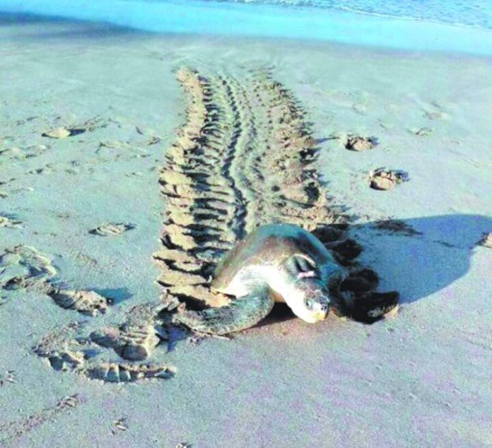 Arranca con buen suceso la veda de tortuga marina