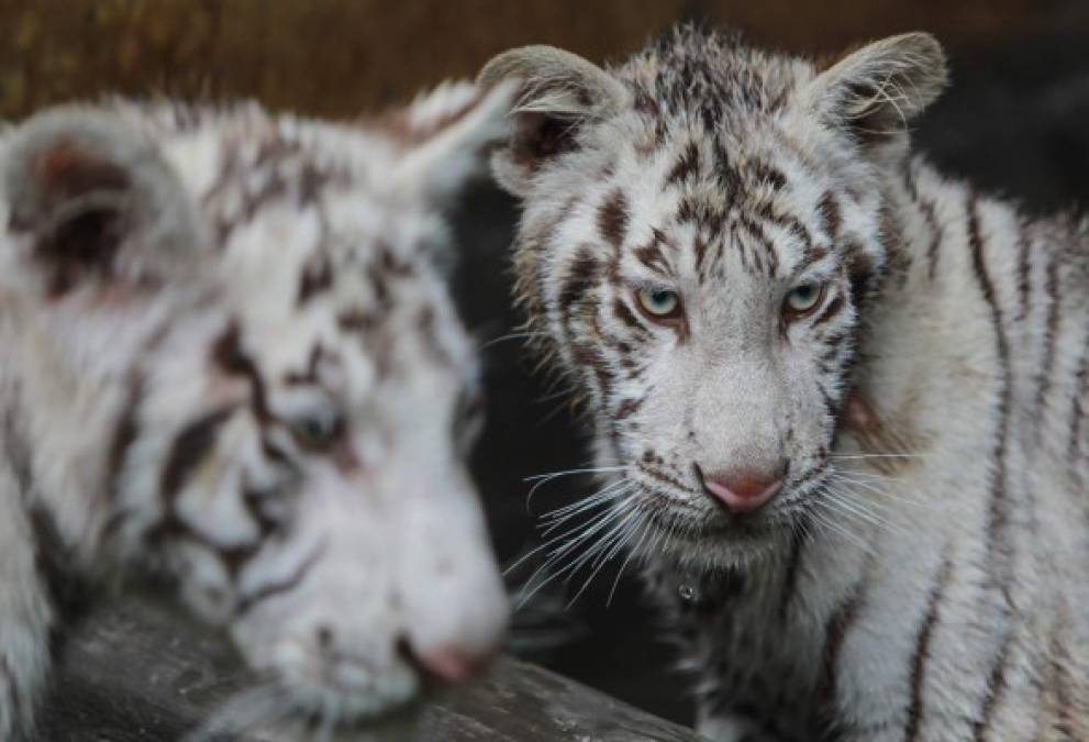 Tiernos y curiosos, los hermosos tigres blancos que están en peligro de extinción