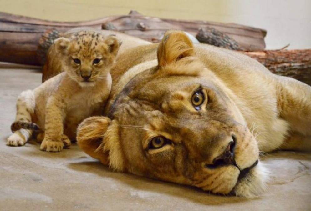 FOTOS: Bahati, la leoncita que sirvió de modelo para dar vida a Simba en 'El Rey León'