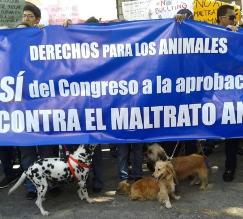 Honduras: Exigen aprobación de ley contra maltrato animal