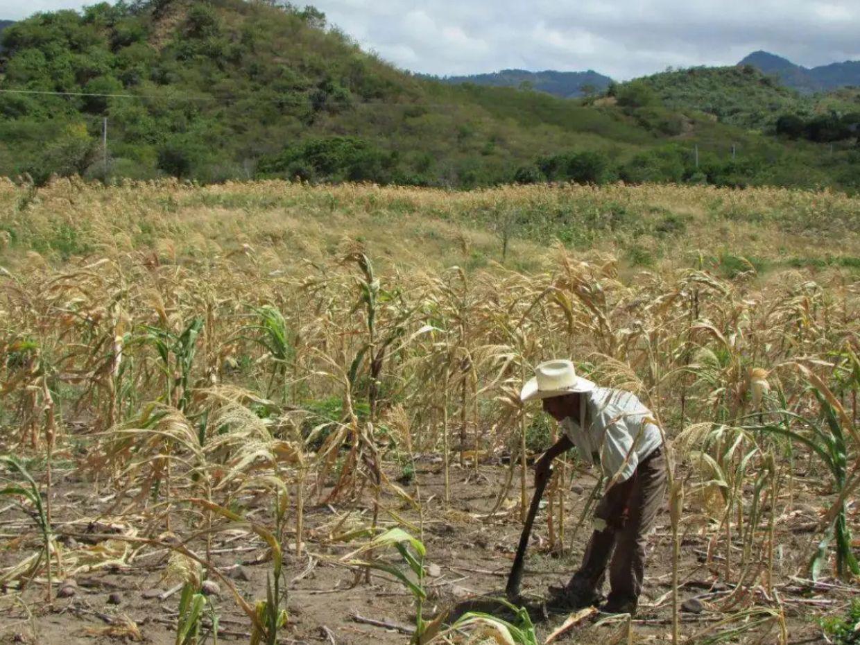Sequía en el Corredor Seco: Alerta amarilla y crisis alimentaria en Honduras